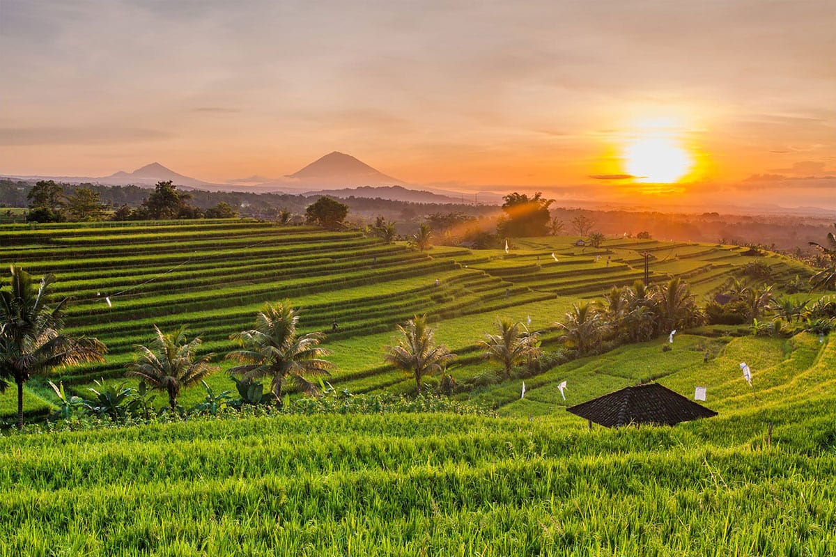 Terraced rice fields at golden sunset with Mount Agung in the background, Bali